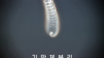 [파이낸셜뉴스] 북한 “다탄두미사일 시험 성공”..합참 ‘실패 분석’에 반박