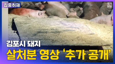 [경기일보]김포 살처분 현장 아니라고? 영상원본 추가 공개