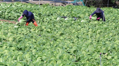 [파이낸셜뉴스]'김장 물가 정말 괜찮나'..이달 가을배추, 생산 줄어 도매가 20% 상승 전망