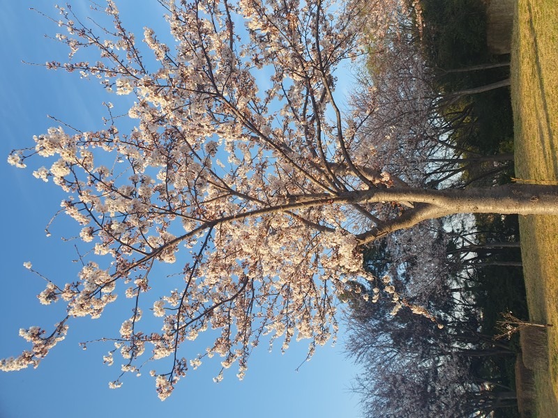 벚꽃.jpg